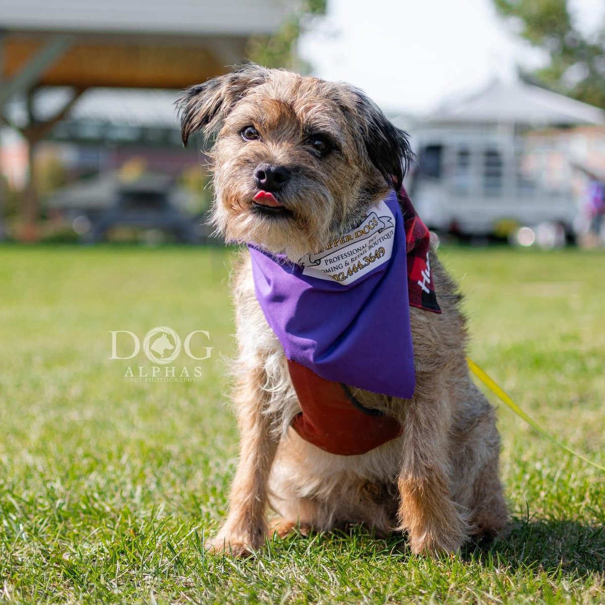 Hubble_BTerrier's tweet photo. The professional photos are in from last weekend’s #ElderDogCanada fundraiser. @dogalphas photographer is so talented! These also count for early #TongueOutTuesday photos. 😝🐾🐾🐾 #BTPosse #DogsOfHalifax #ElderDog @elderdog @ElderDogHfx https://t.co/mkLek0GQkx