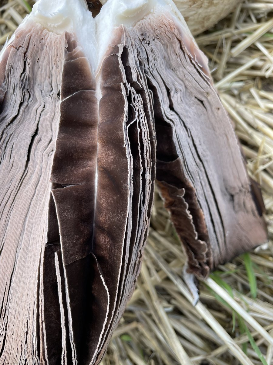 Brock Shearer tweet media