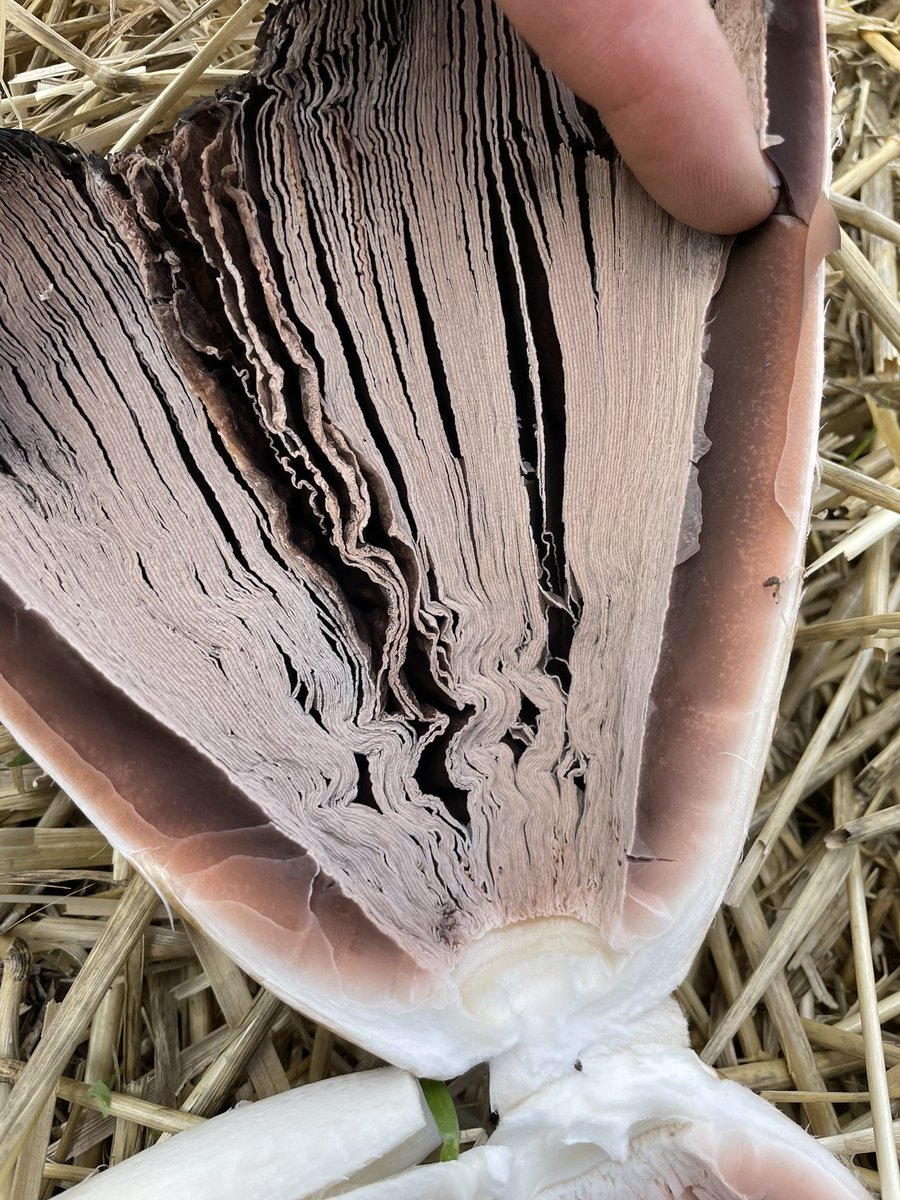 Brock Shearer tweet media