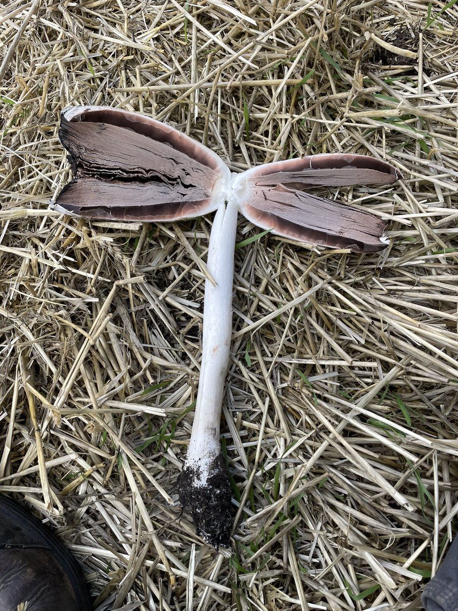 Brock Shearer tweet media