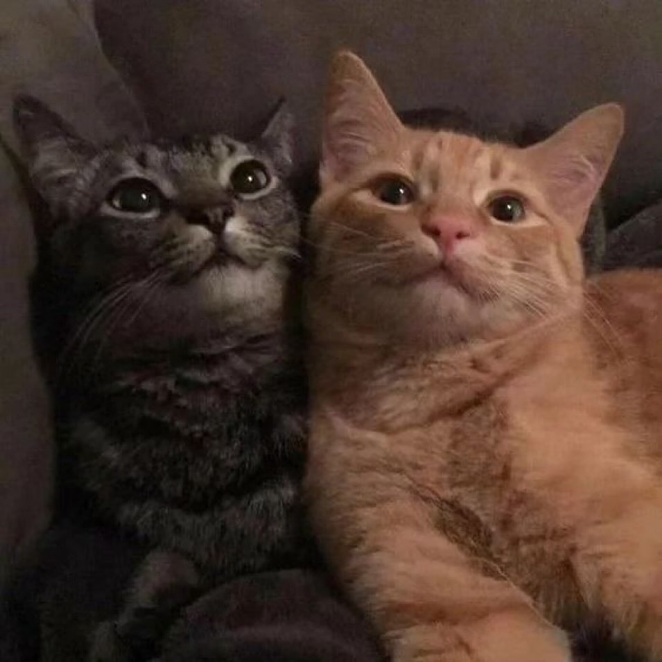 PunchingCat's tweet photo. :3 + :3 = us https://t.co/ScND3A4Xxp