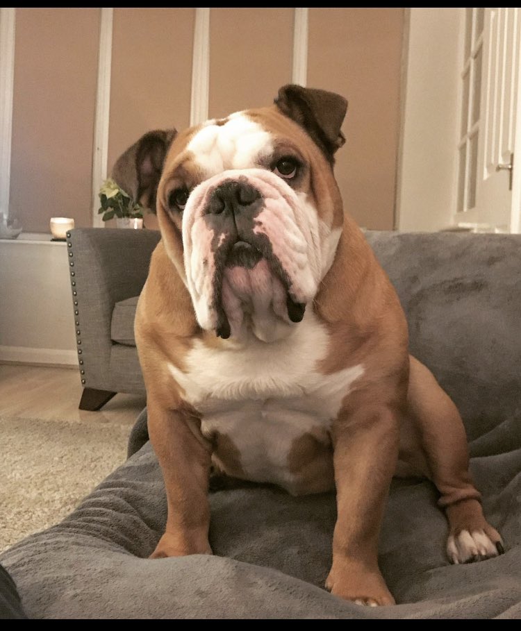 Niceytee's tweet photo. Sleep tight my baby boy. Run free and chew all the shoes, pillows, glasses and soft furnishings that you wish. 
Keanbo Miracle Wilson Budd 05.09.14 - 22.09.24 Love always. @Dogissues4 @GraemeDogfather #englishbulldog https://t.co/VxpGJF12ZX