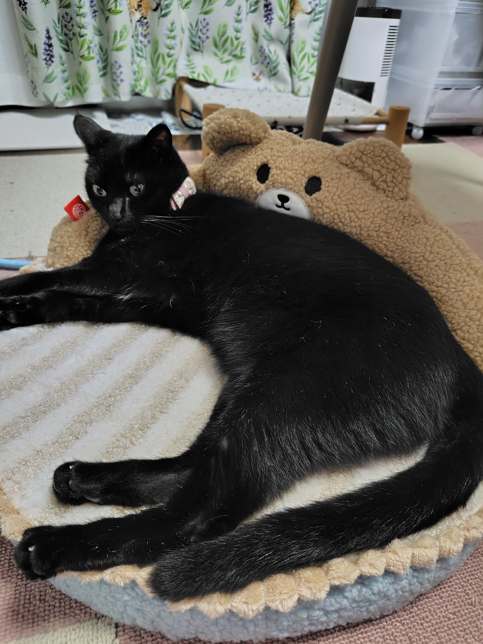 テディキャット　アンティークレースのおしゃれ猫ちゃん(=^x^=) テディベア テディキャット アンティークレースのおしゃれ猫ちゃん(=^x