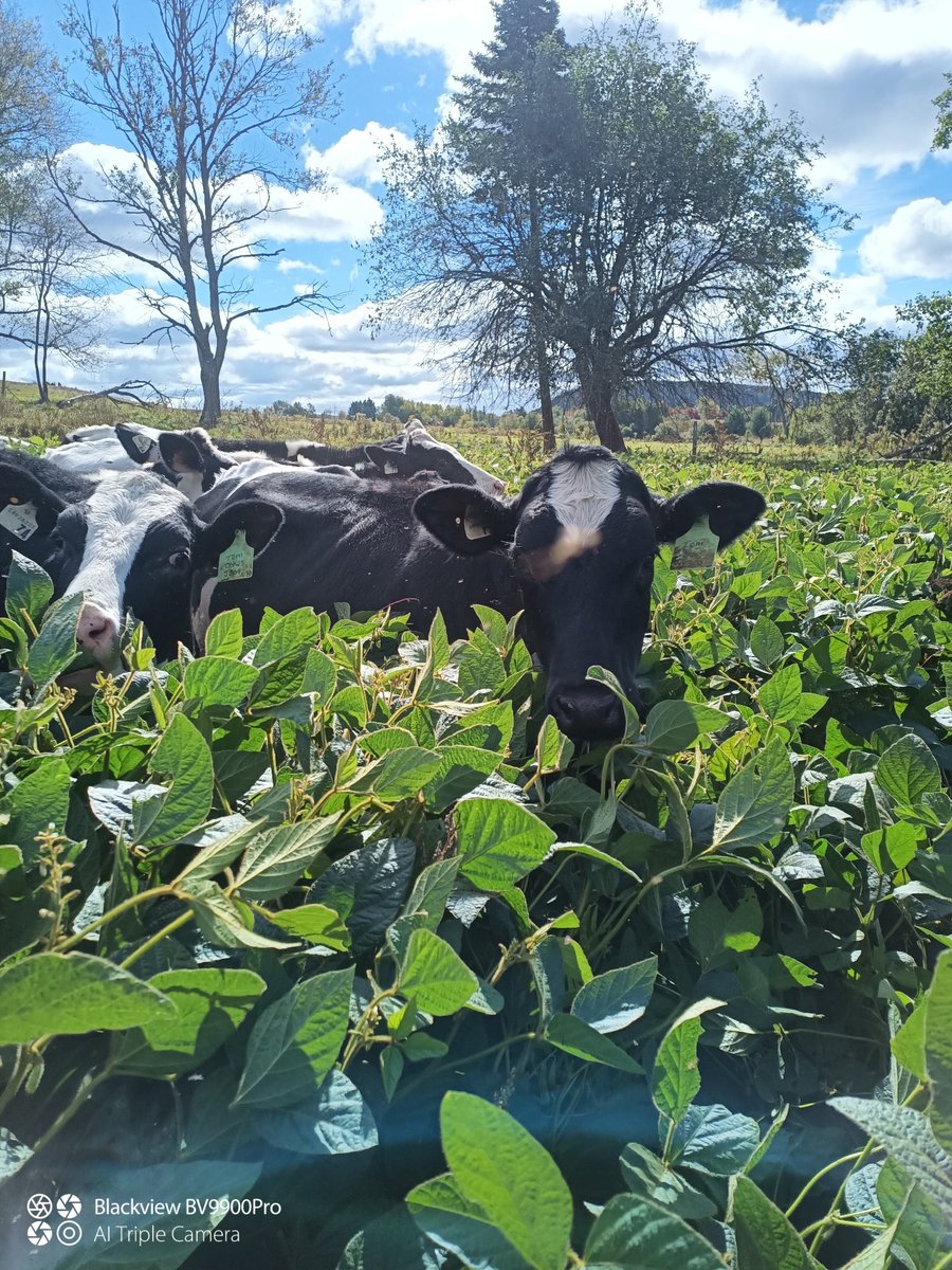 I took the dairy cows off the forage soy beans. Thought they lowered production. But actually they were keeping my fat higher and not holding production back. But anyhow heifers love them.