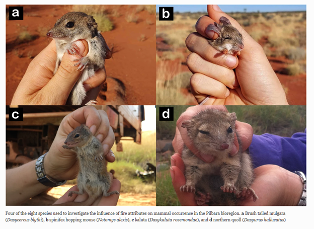 Our new paper examines how Pilbara mammal occurrence varies with fire history. Most species are negatively correlated with fire frequency and some are positively correlated with long-unburnt habitat and pyrodiversity. With old mate @BiodiversityGuy fireecology.springeropen.com/articles/10.11…