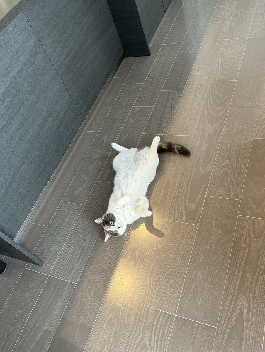 もふもふが落ちている日常