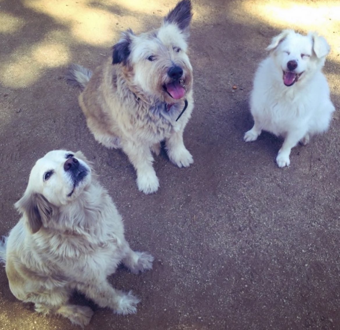 Blanquita Montt tweet media