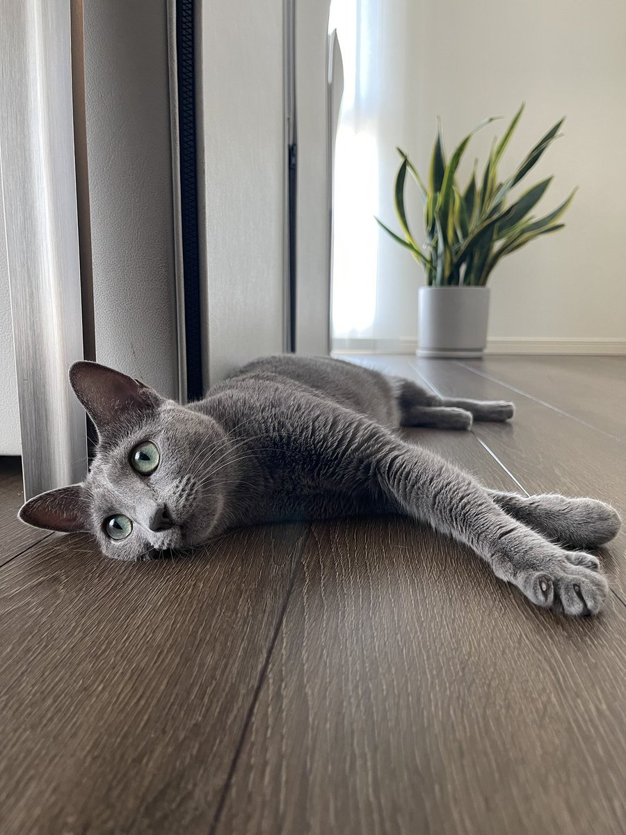 ロシアンブルーのベル🐈‍⬛ (@belle20220715) / Posts / X