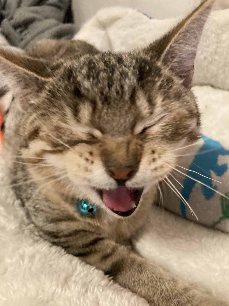 imfirebyte's tweet image. Adopted our foster kitty a few weeks ago.