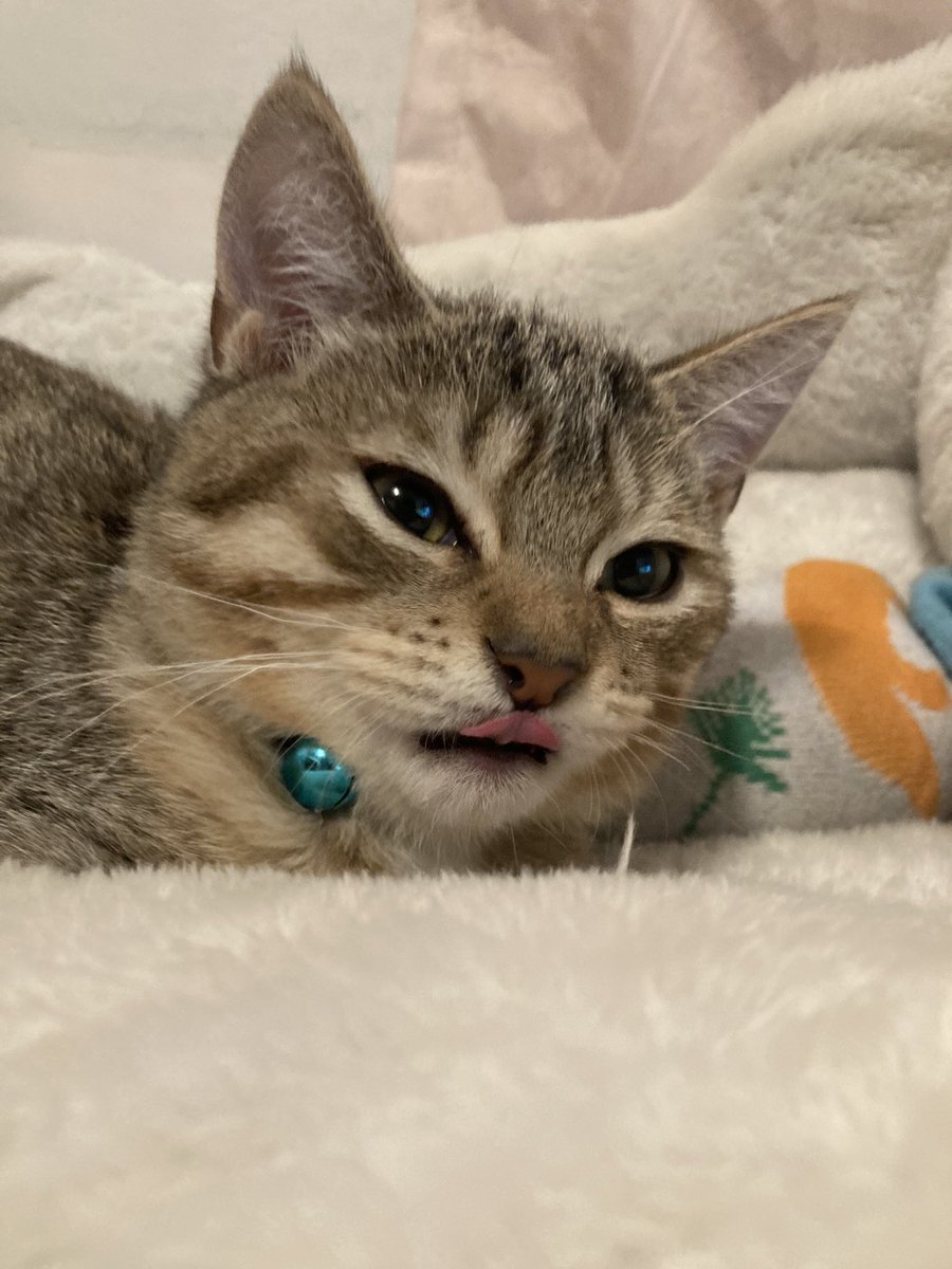 imfirebyte's tweet image. Adopted our foster kitty a few weeks ago.