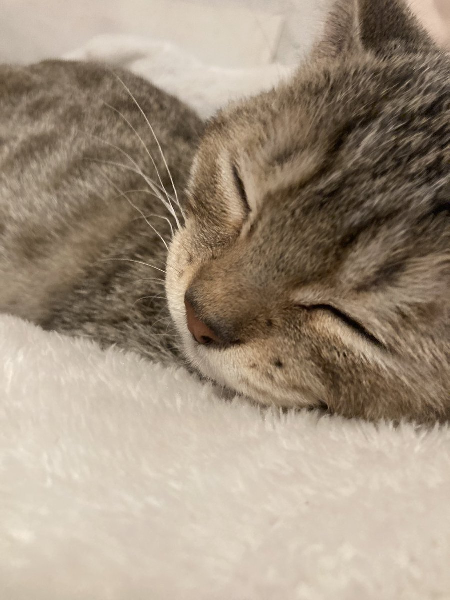 imfirebyte's tweet image. Adopted our foster kitty a few weeks ago.