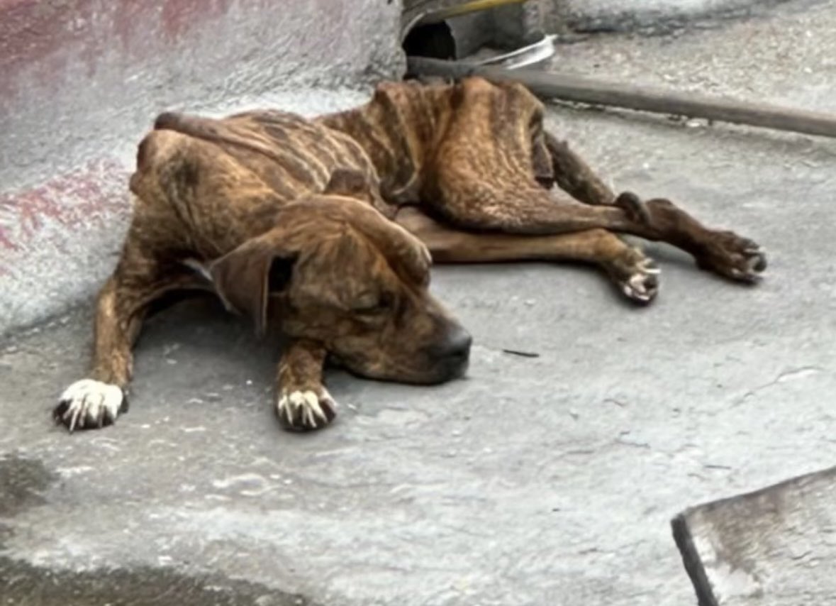 luserra_mort's tweet photo. CDMX ayuda @PAOTmx  💔tienen a esta perrita en condiciones horribles , hoy una chica se presentó para rescatarla y no se la quisieron entregar AYUDA POR FAVOR compartiendo para hacer presión https://t.co/w0SLn96WBI