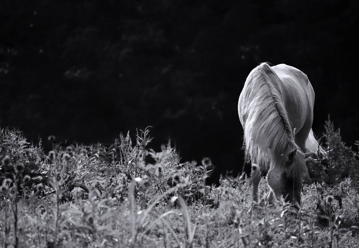 K_D_Thompson's tweet photo. White horses and country living 

#photography #blackandwhitephotography #bnw #horses https://t.co/HVQd5A0Tid