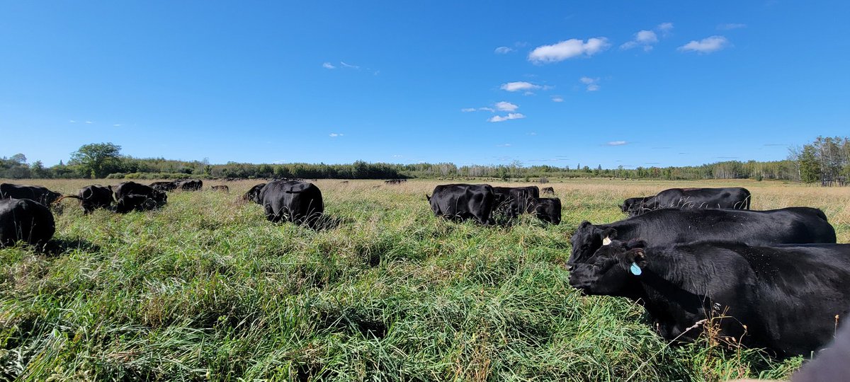 ridgewoodangus's tweet photo. A week away from October with belly deep grass!
#graze2024 https://t.co/uW6gjTn4GD