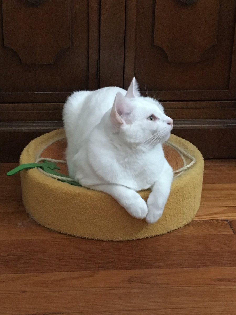 My cat Potato says hi