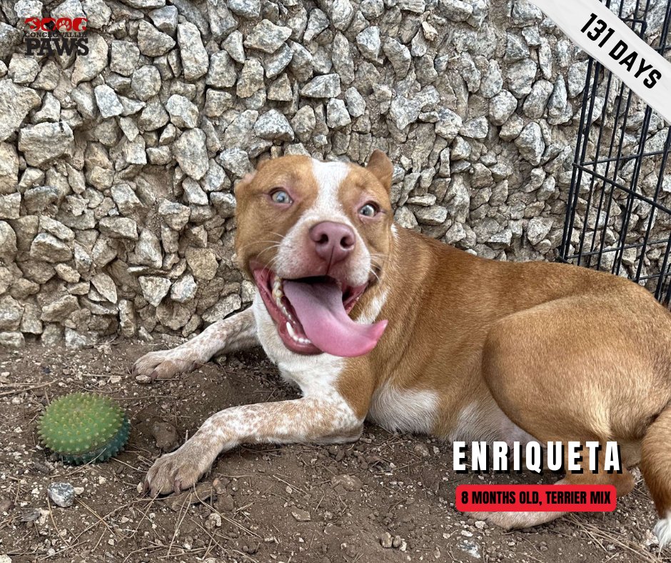 Enriqueta has been waiting for her forever home for over 130 days! At just a young age, she’s full of energy and loves to play fetch.  Visit cvpaws.org/adopt to meet her! 

*This dog is located at the San Angelo Animal shelter. Paws is not the animal shelter.
