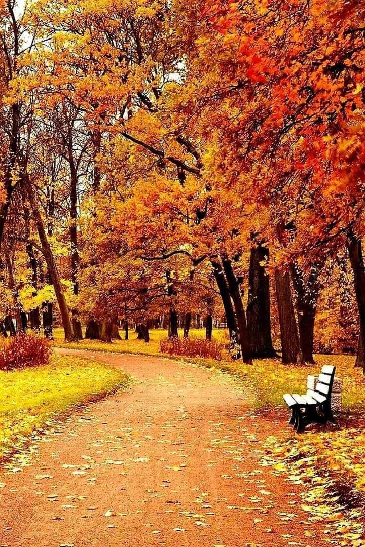 Elba14673248's tweet photo. Nada más hermoso que la llegada del OTOÑO. 🍁🍁 https://t.co/v9OETkrLhY