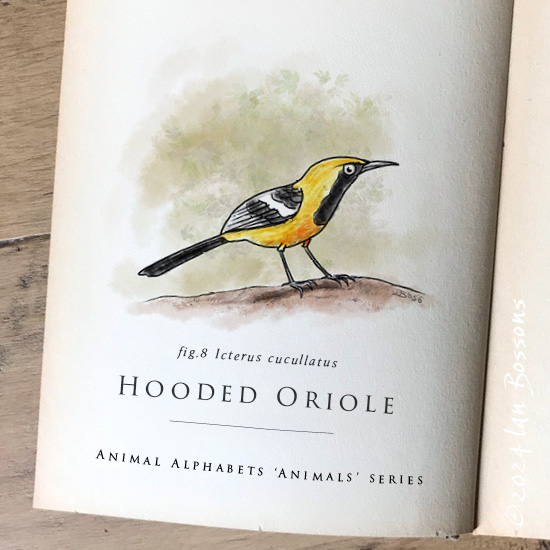 Ian Bossons (@ian_bossons) on Twitter photo A Hooded Oriole for #AnimalAlphabets animal challenge.
<a href="/AnimalAlphabets/">Animal Alphabets</a> #HoodedOriole #bird #cartoon #illustrator #artchallenge #weeklyartchallenge A Hooded Oriole for #AnimalAlphabets animal challenge.
<a href="/AnimalAlphabets/">Animal Alphabets</a> #HoodedOriole #bird #cartoon #illustrator #artchallenge #weeklyartchallenge