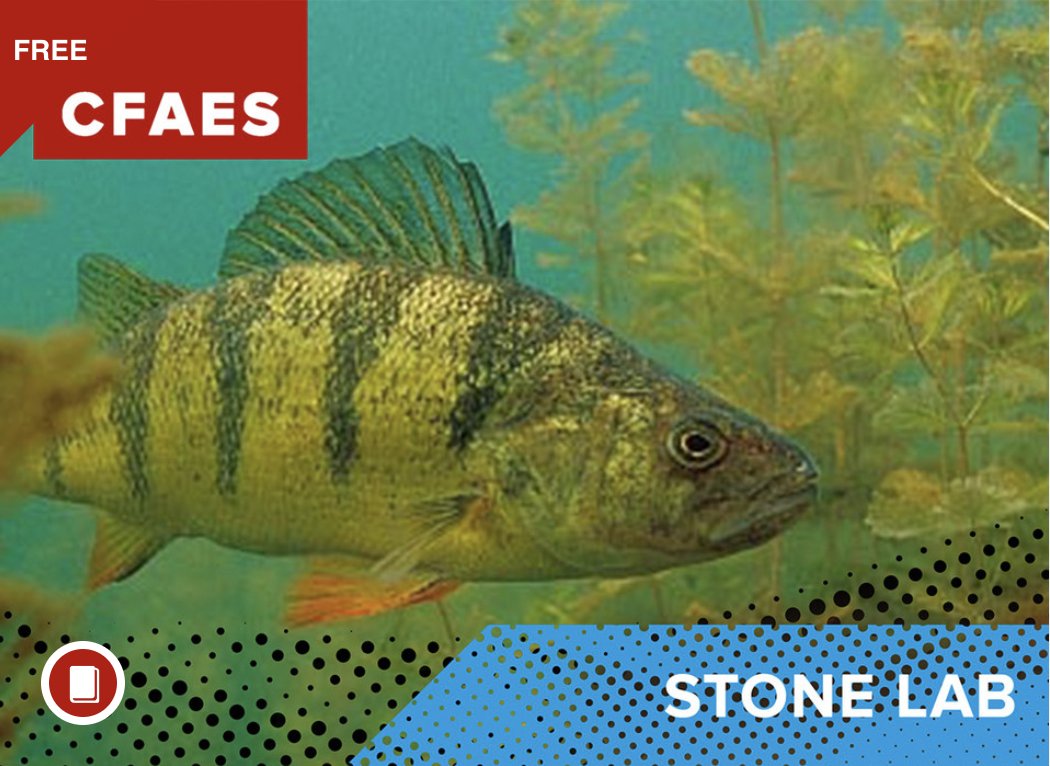 Calling all educators!
Ready to take your students on an exciting educational journey without leaving the classroom? Dive into Stone Lab's Virtual Field Trips! Visit the link below to explore more.
#StoneLab #VirtualFieldTrip #Education

ohioseagrant.osu.edu/education/virt…