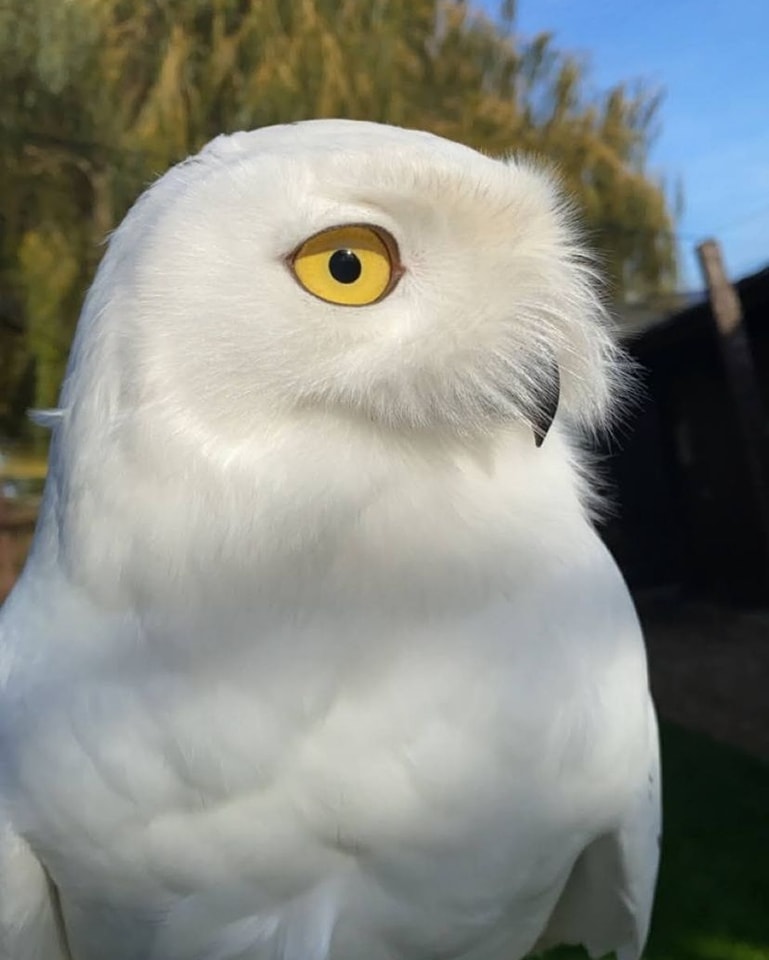 Snowball is over here thinking of Christmas...

If you're looking for a unique gift for someone special in your life, look no further!

Our £30 Voucher - 2 hour session 🦉

That's Christmas sorted! 🎄

cjsbirdsofprey.co.uk

#uniquechristmasgiftideas #cjsbirdsofprey