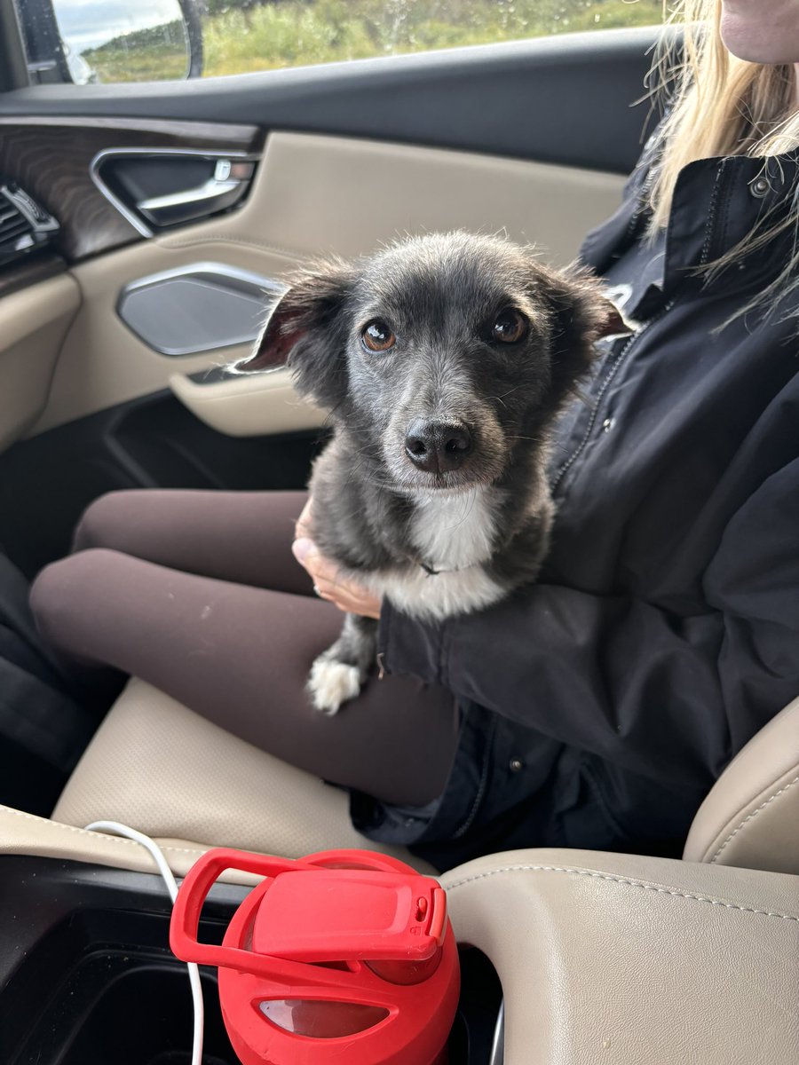 amanda_dawe's tweet photo. Does anyone own this sweet girl? Seems like a dashshund mix. Just caught her running across pitts memorial highway near Walmart 😢 #nltraffic https://t.co/izrvpOSTZt