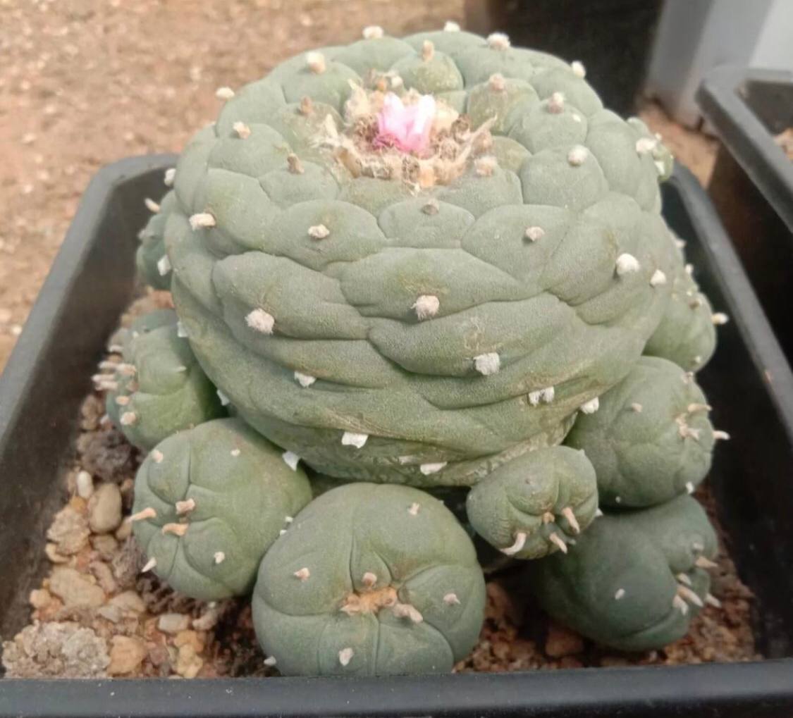 aussiepsychedel's tweet image. Cactus 

aussiepsychedelics.shop
#psychedelics #mushrooms #psychedelic #trippy #trance #thirdeye #drugs #psychedelicart #acid #psy #psytrance #fungi #trancefamily #trippyart #lsd #plantmedicine #shrooms #trancemusic #visionaryart #weed #stoner #420 #marijuana