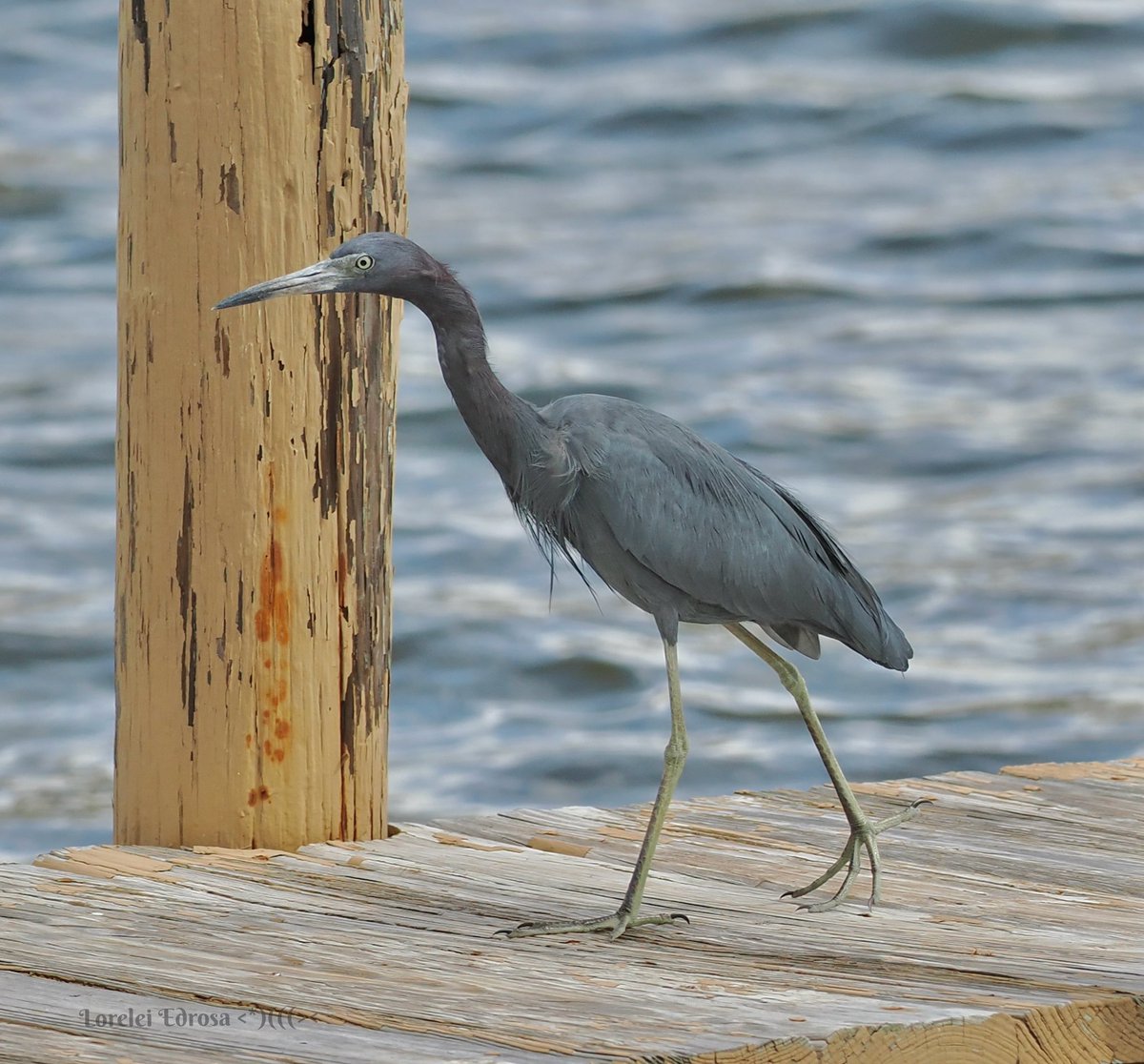 Little blue heron walking on the dock yesterday
Fl., USA