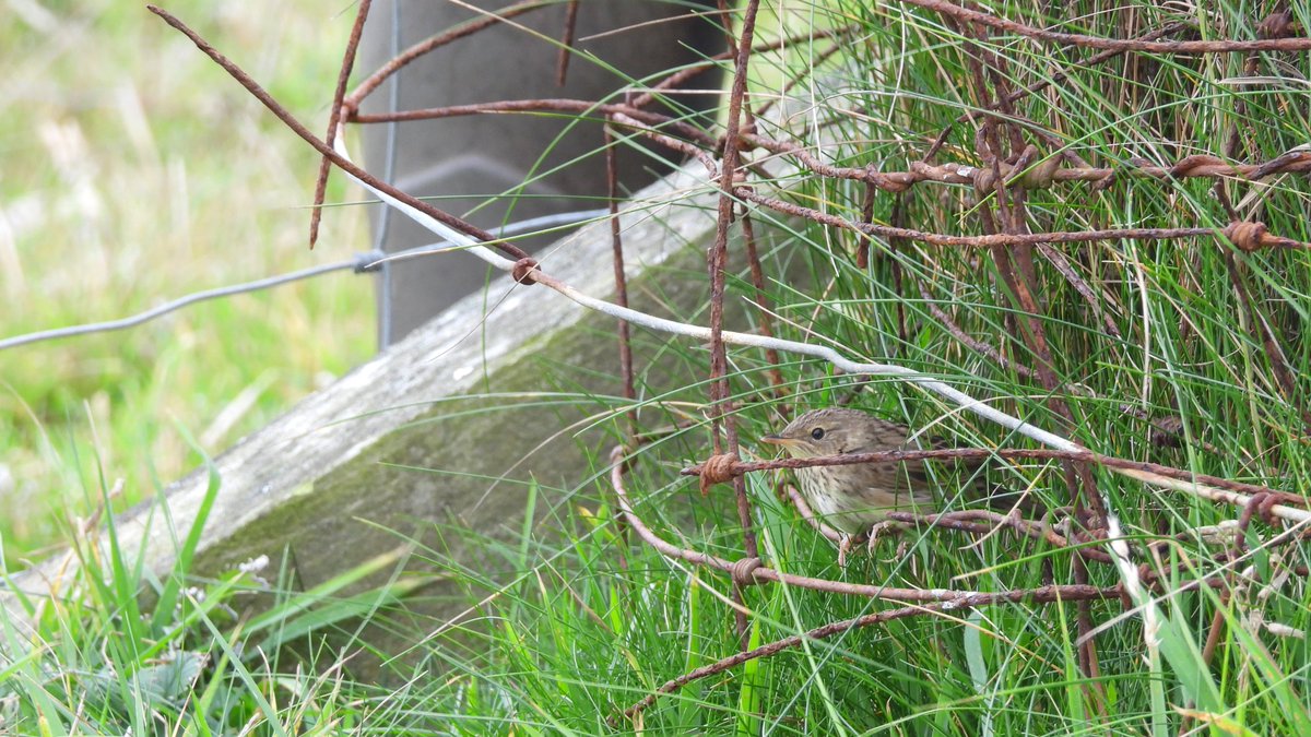 Our first Lanceolated Warbler of the autumn was today's highlight, creeping and climbing along as they do, around the Skadan sacrificial crop strip. We logged 23 Yellow-browed Warblers and the Siberian Stonechat was present for its sixth day: fairislebirdobs.co.uk/latest_sightin…
📸J Fisk