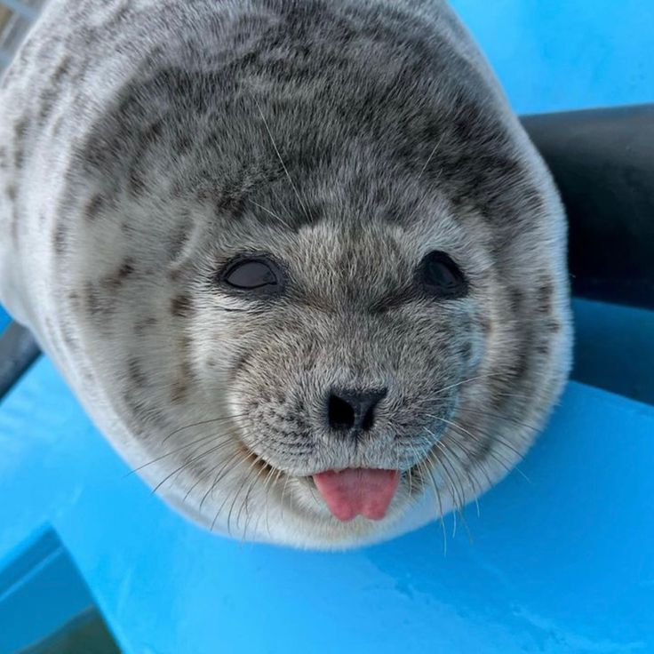 jaysols's tweet photo. @Sartoshi0x #PONSUKE the seal

@ponsukesol

https://t.co/KmI4BzMJ9A https://t.co/BSrw5of4p8