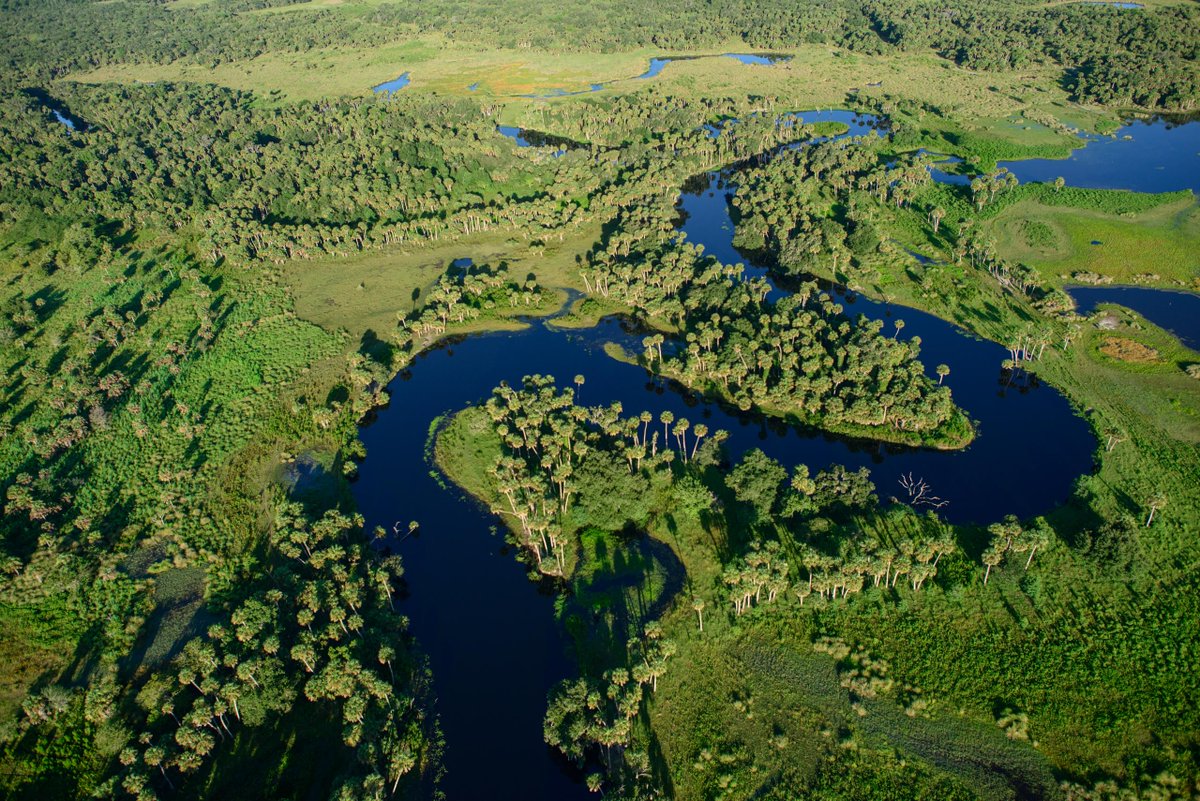 FLDEPNews's tweet photo. #FLDEP: We are proud to announce the acquisition of 1,300+ acres of land to complete the Yarborough Ranch #FloridaForeverProject.
This stretch of land is an important addition to the #FloridaWildlifeCorridor and provides the opportunity to protect valuable forest lands and hydrologic resources.
Read more in our press release ➡️ https://t.co/9PHbni9vDU
***
📷: Lauren Yoho (photos 1 and 2) & @CarltonWard (photo 3) /Wildpath