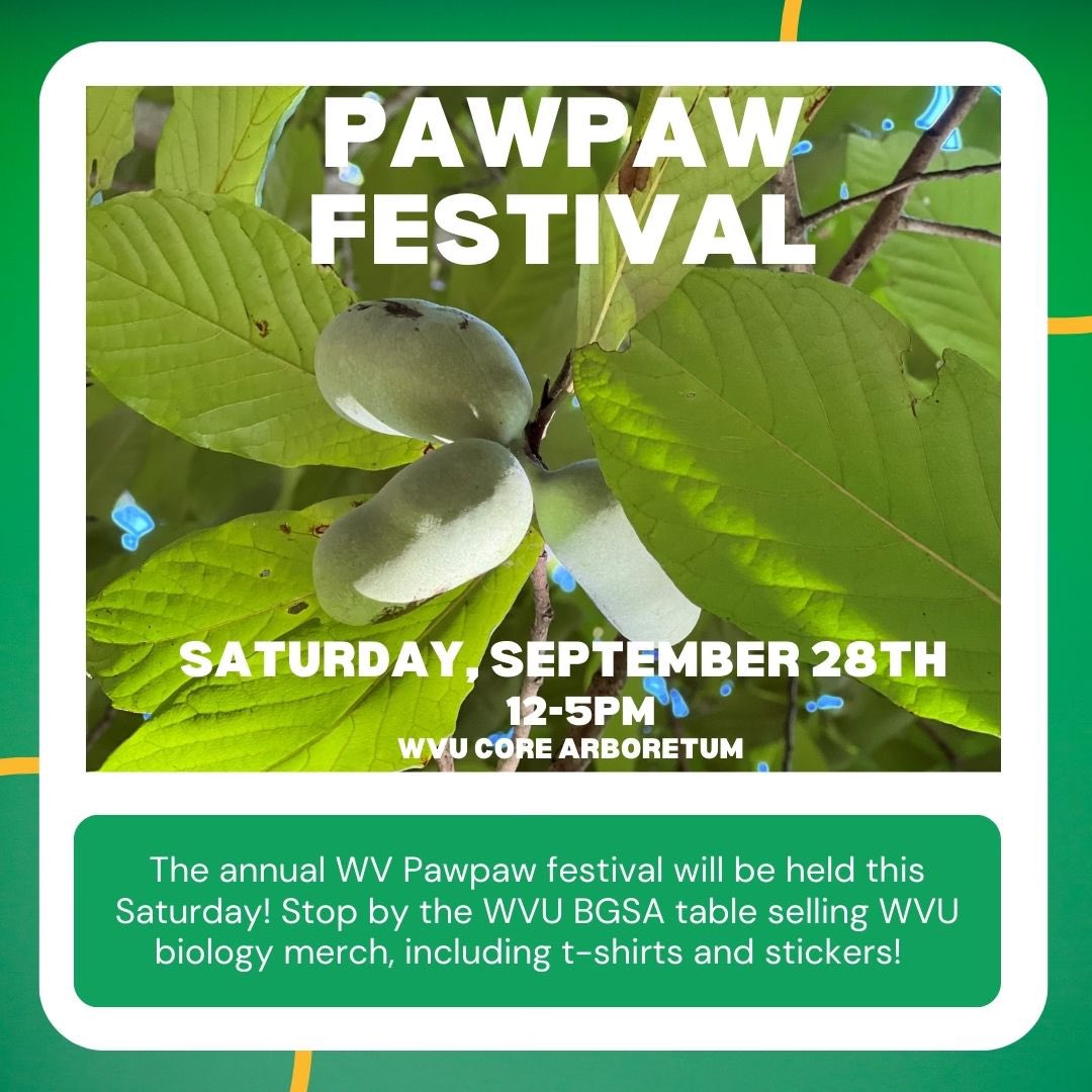 wvu_bgsa's tweet photo. The annual Pawpaw Festival at the WVU Core Arboretum is this weekend. Make sure to stop by the BGSA booth for WVU biology merch, including 2 new sticker designs of a pawpaw and the state of West Virginia surrounded by DNA! https://t.co/qqJizv1bie