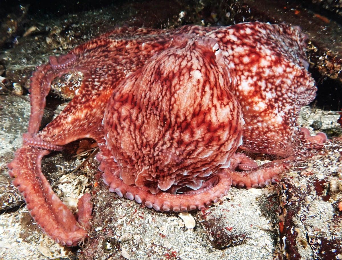TheScubaNewsCA's tweet photo. Giant Pacific Octopus or GPO. Largest in the World
📸 @DanielDriver
📍 Orlebar Pt on Gabriola Island British Columbia, Canada 🇨🇦
Great picture , thanks for sharing 🤿 👌
#Scuba #Diving #ScubaDiving #TSNC #ScubaCanada #UnderwaterPhotos #UnderwaterPictures #Canada https://t.co/pzOwey59Uo