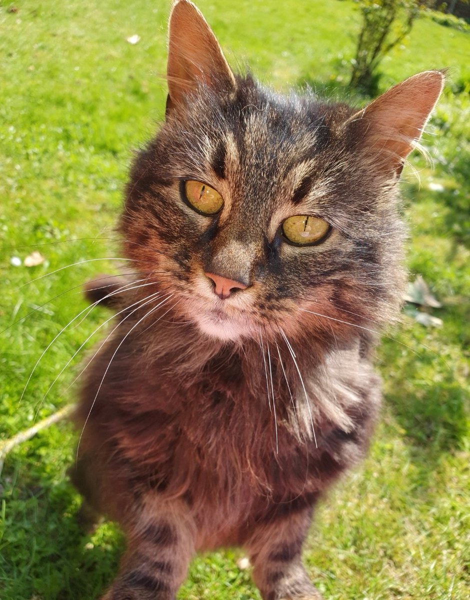 Our beautiful Tabitha was run over today and sadly has crossed the rainbow bridge. We are all heartbroken. Our last cat who I've literally grown up with. Will miss you so much Tab 🌈🐾🐱 Sleep tight beautiful girl, love you forever!