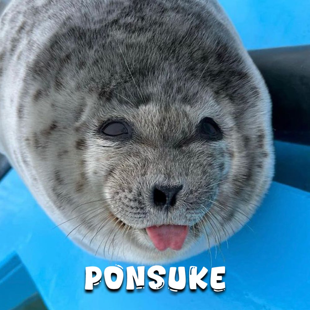 jaysols's tweet photo. @realdogen Apeing the seal #PONSUKE

https://t.co/KmI4BzMJ9A https://t.co/HIl8Trpbue