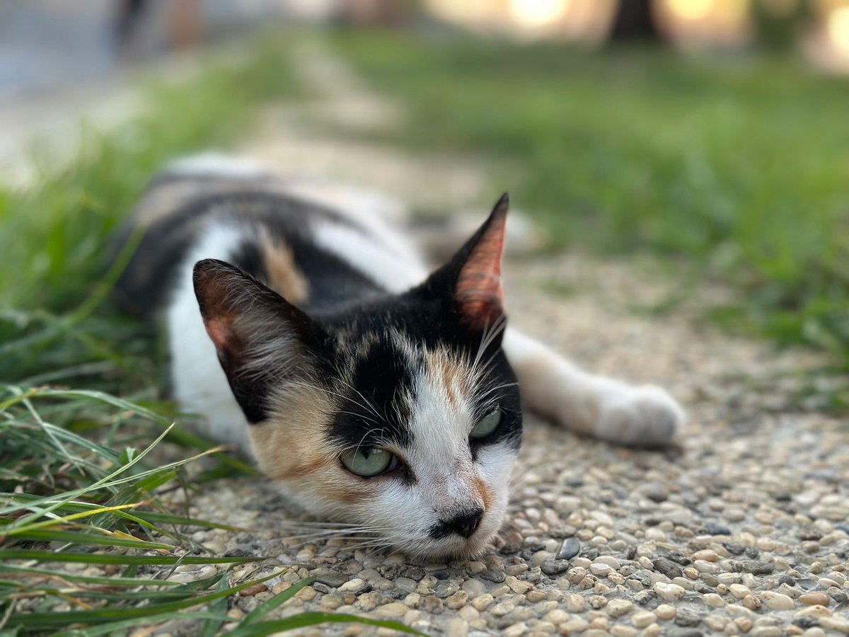 VIVIANAVIVAS's tweet photo. 😻 https://t.co/oHQgzoB8E6