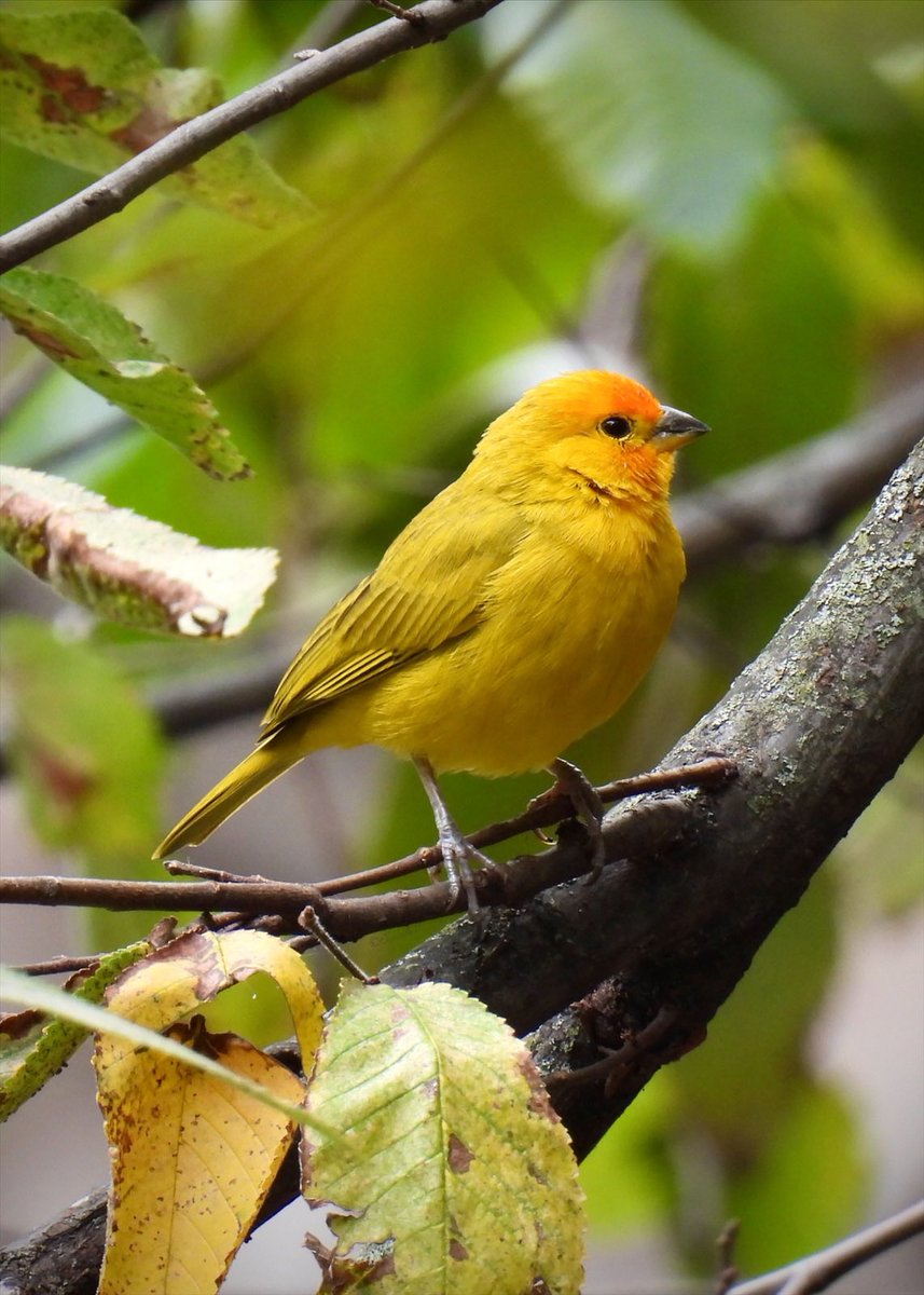 ElizabethP501's tweet photo. The #SaffronFinch was seen today 09/23/24 at Dell water @GreenWoodHF @BirdBrklyn https://t.co/4vGfb6aJmR
