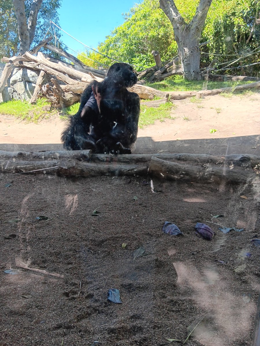 Foj_1's tweet photo. San Diego zoo https://t.co/feWzCkZQAD