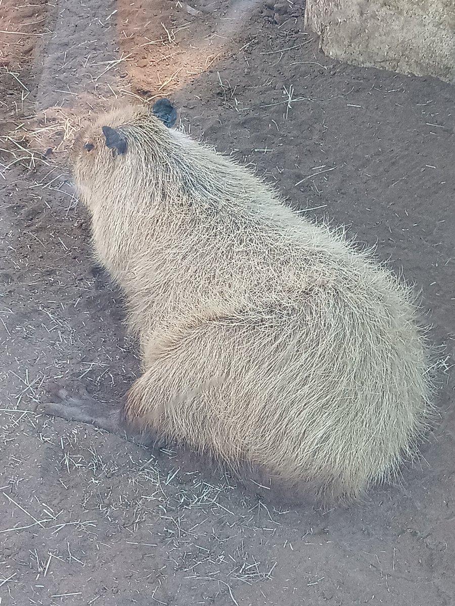Foj_1's tweet photo. San Diego zoo https://t.co/feWzCkZQAD