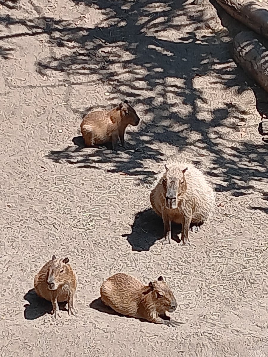 Foj_1's tweet photo. San Diego zoo https://t.co/feWzCkZQAD