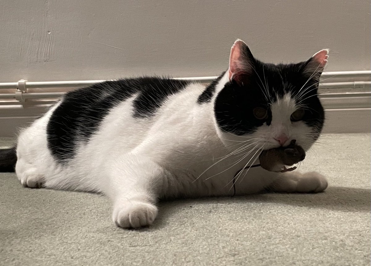 cat_denni's tweet photo. How it started………..How it’s going.
#CatsOfTwitter #OreoCat https://t.co/JHYatN3CZI