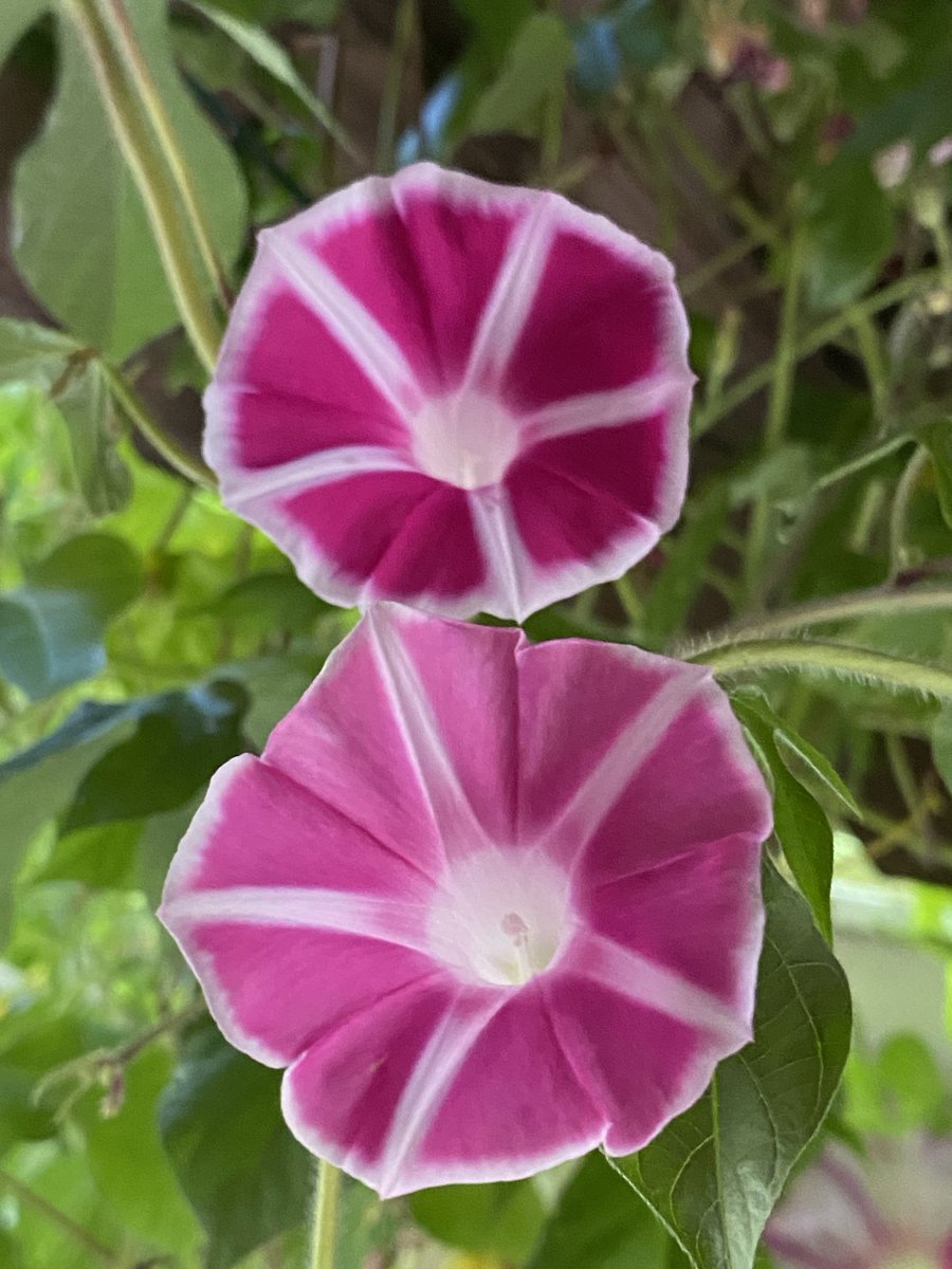 joanjet761's tweet photo. A pink to go with the magenta (aka Rosita) of the Mt. Fuji mix morning glories. I think they are growing on the same vine!!!I think a not so perfect patterned purple might grow on same vine also! #viningflowers #ipomoeanil #mtfujimix #gardenshour https://t.co/6f2sOAQ4pz