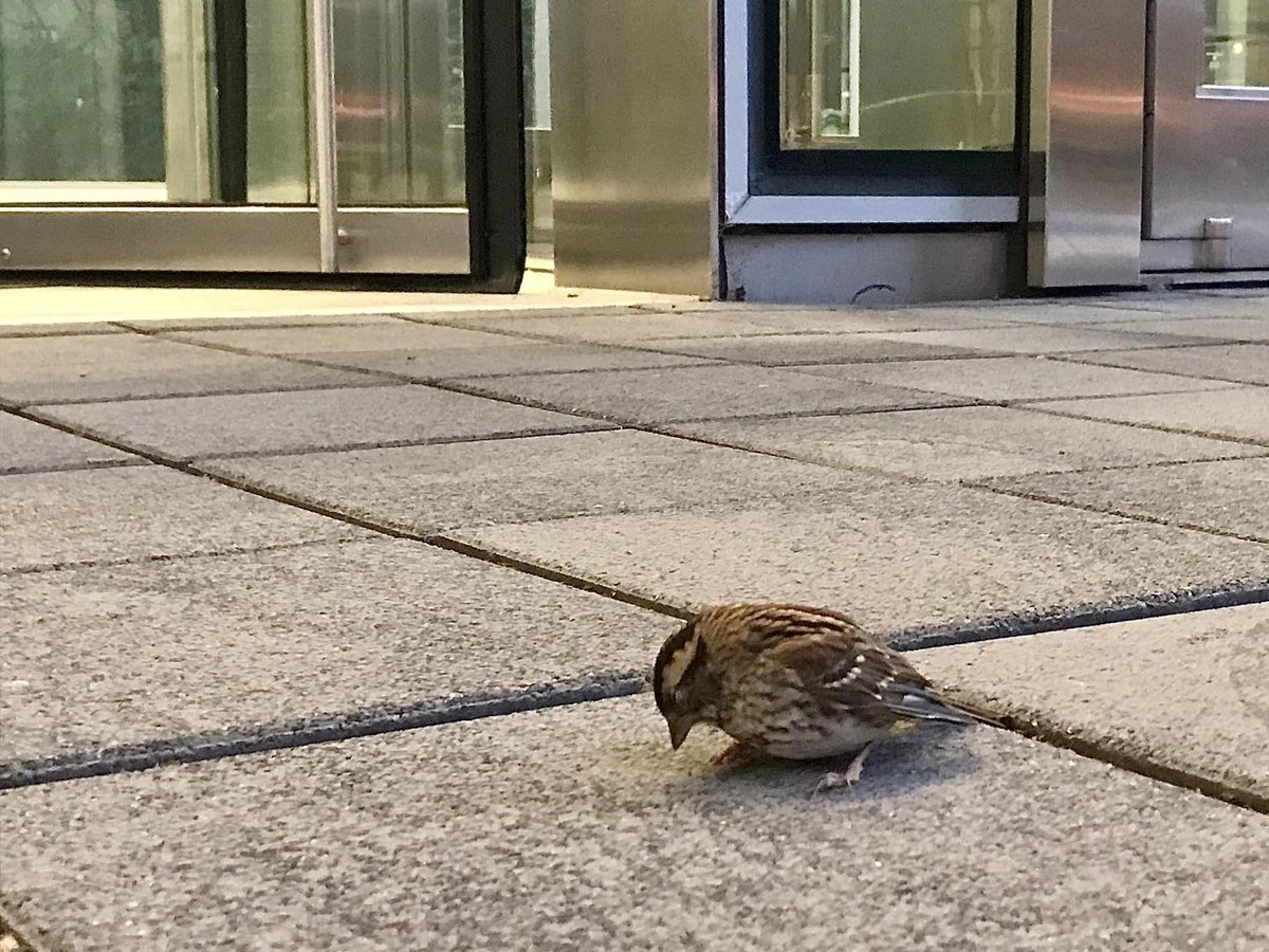 An update about today from our monitor Lynne M:

It was a really rough morning for birds migrating through Chicago. Glass is no joke for birds. They simply cannot see it. 1/3