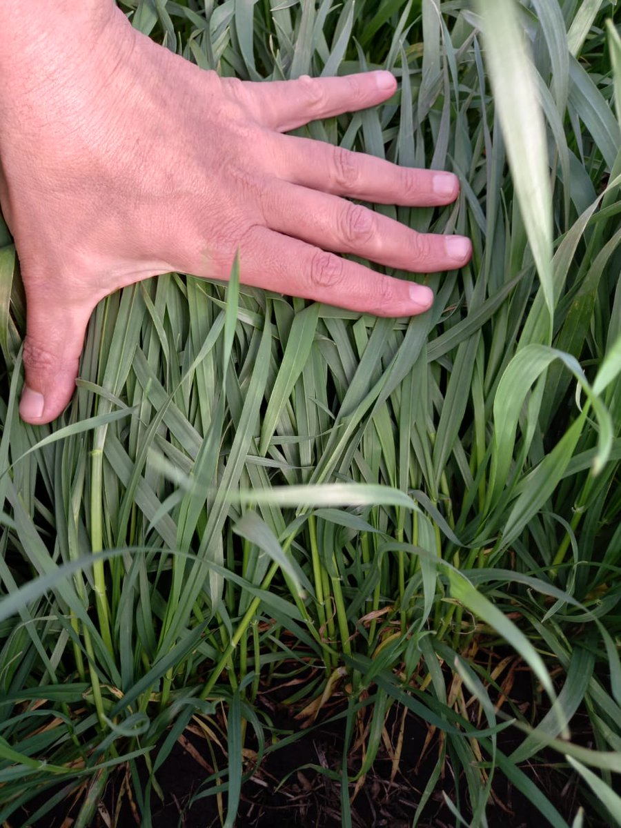 B 820 zona Loberia, en encañazon , con baja presión de enfermedades por el momento, algo de virosis aislada la ultima semana 40 mm !!!!! #trigo <a href="/folilagro/">FOLILAGRO</a> <a href="/Marianvillafan/">Marian..</a> <a href="/Romanluisdoming/">Román Domínguez</a>