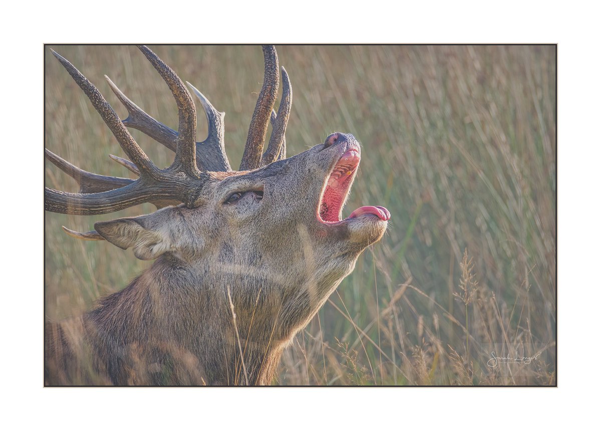 MiradorDesign's tweet photo. The Song Of Autumn #Sharemondays2024 #fsprintmonday #appicoftheweek #BBCWildlifePOTD
Bellowing resonates across #BushyPark as the #RedDeer #stags announce themselves. To get the close-up portrait I took this at 600mm on crop sensor. #wildlife #nature #mammals #TheRut https://t.co/b9hZBOoLLU