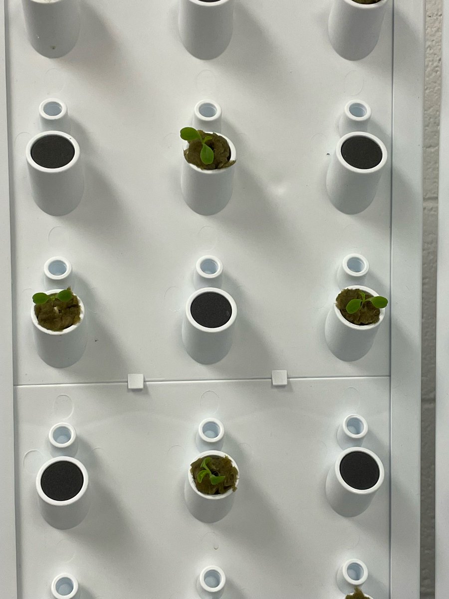 WCSDWCMS's tweet photo. Fork Flex Farm at WCMS! From germination to day 15 of growing Green Star Lettuce! Mr. Witcher is doing an amazing job of taking care of our first set of plants! https://t.co/2MGyDDdk8N