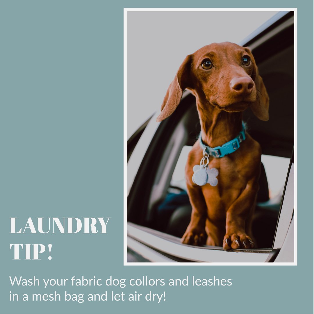 BobbieHousand's tweet image. The metal on dog collars and leashes can damage your washing machine. Wash your fabric dog collars and leashes in a mesh bag and let them air dry!
#GoodtoKnow #GoodtoAsk