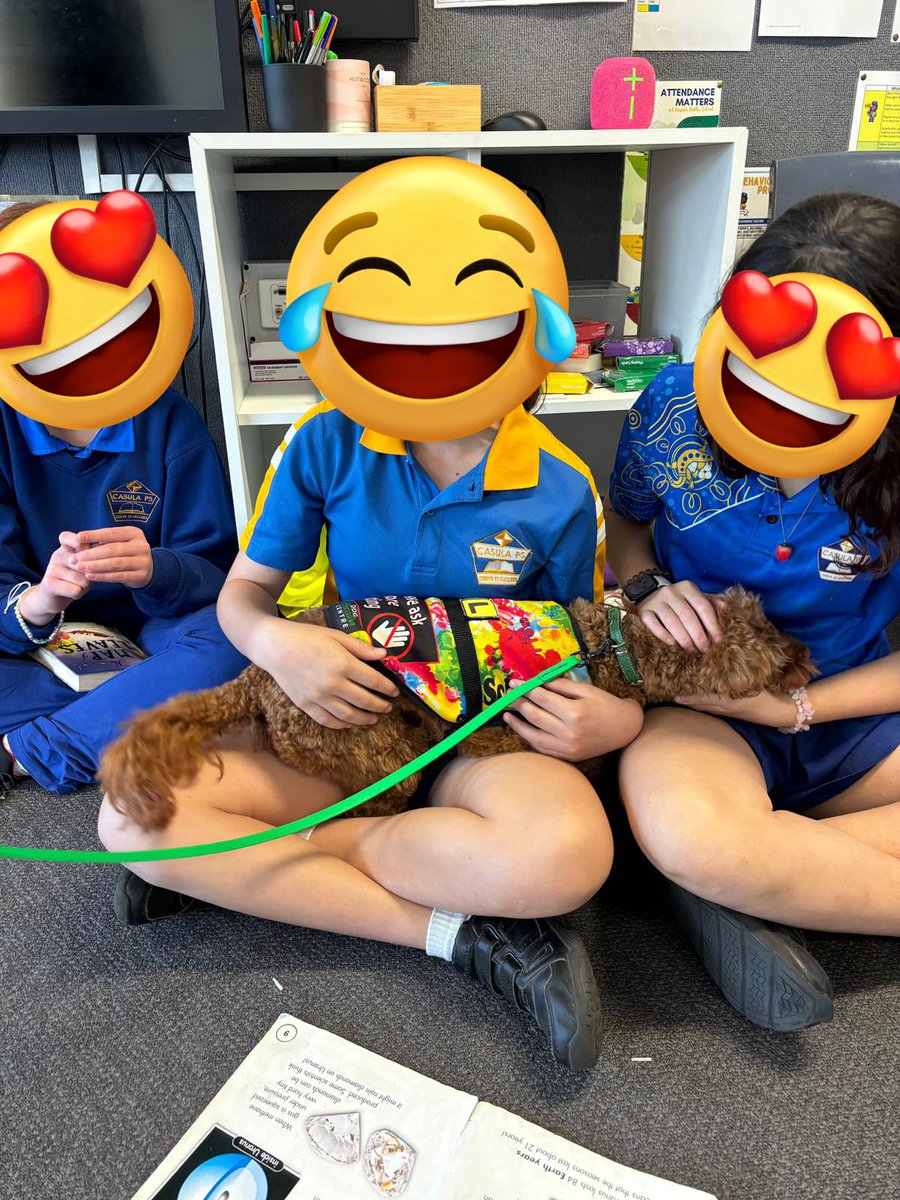 Therapuppy1's tweet image. I don’t really fits, but I still sits! #Wasabi #Schooldog #dogsofeducation #therapydog #lovewhatwedo #lovewherewelearn #puppy #cavoodle