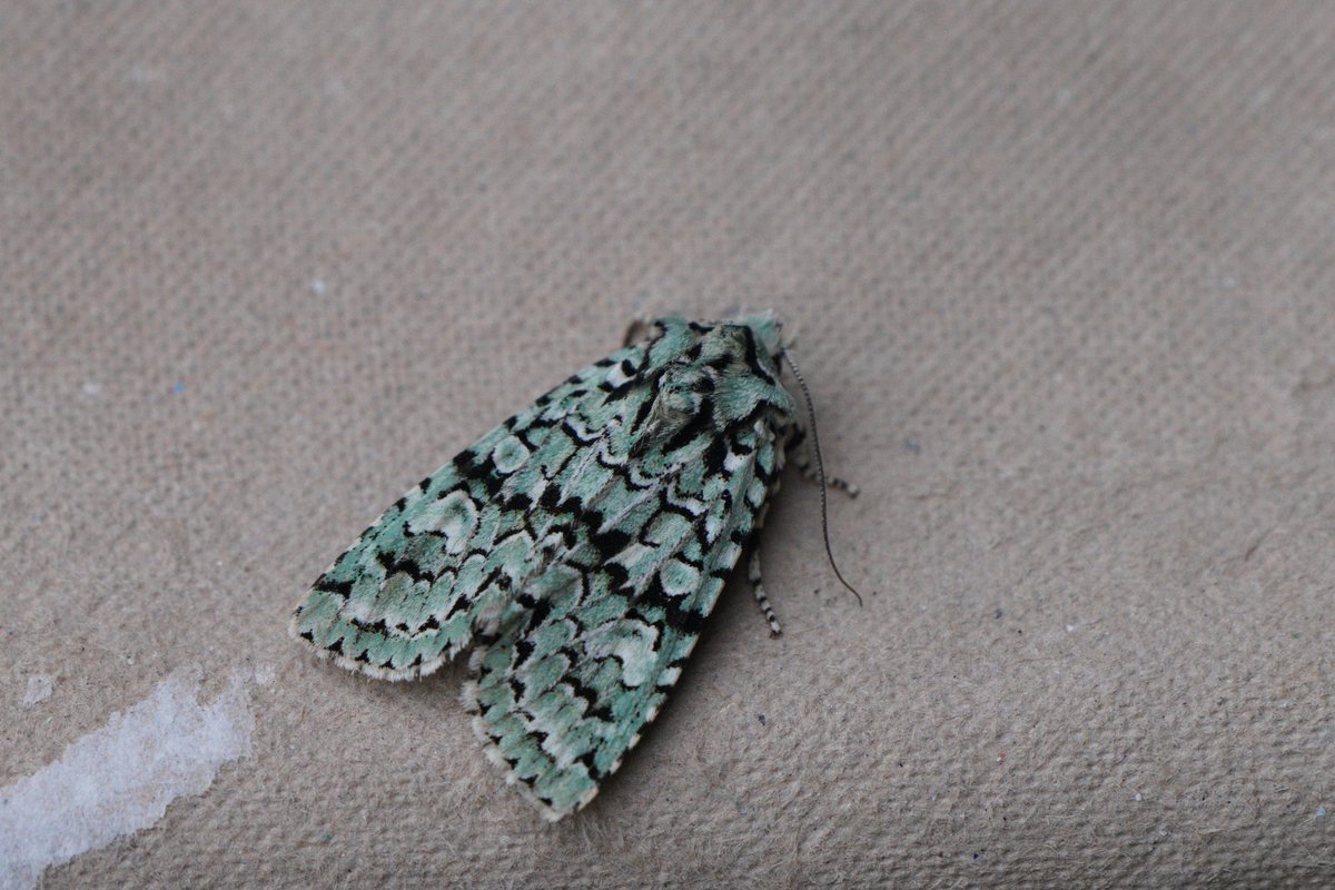 AlMcNee's tweet photo. A nice way to get to 250 species in the garden, having only started in March!  First, Merveille du Jour, resting on top of the trap and then Red-line Quaker deep within it.  Very neat moths and not bad with the total only nine!  A huge drop off in numbers in the last 10 days. https://t.co/HzQIEwM1r5
