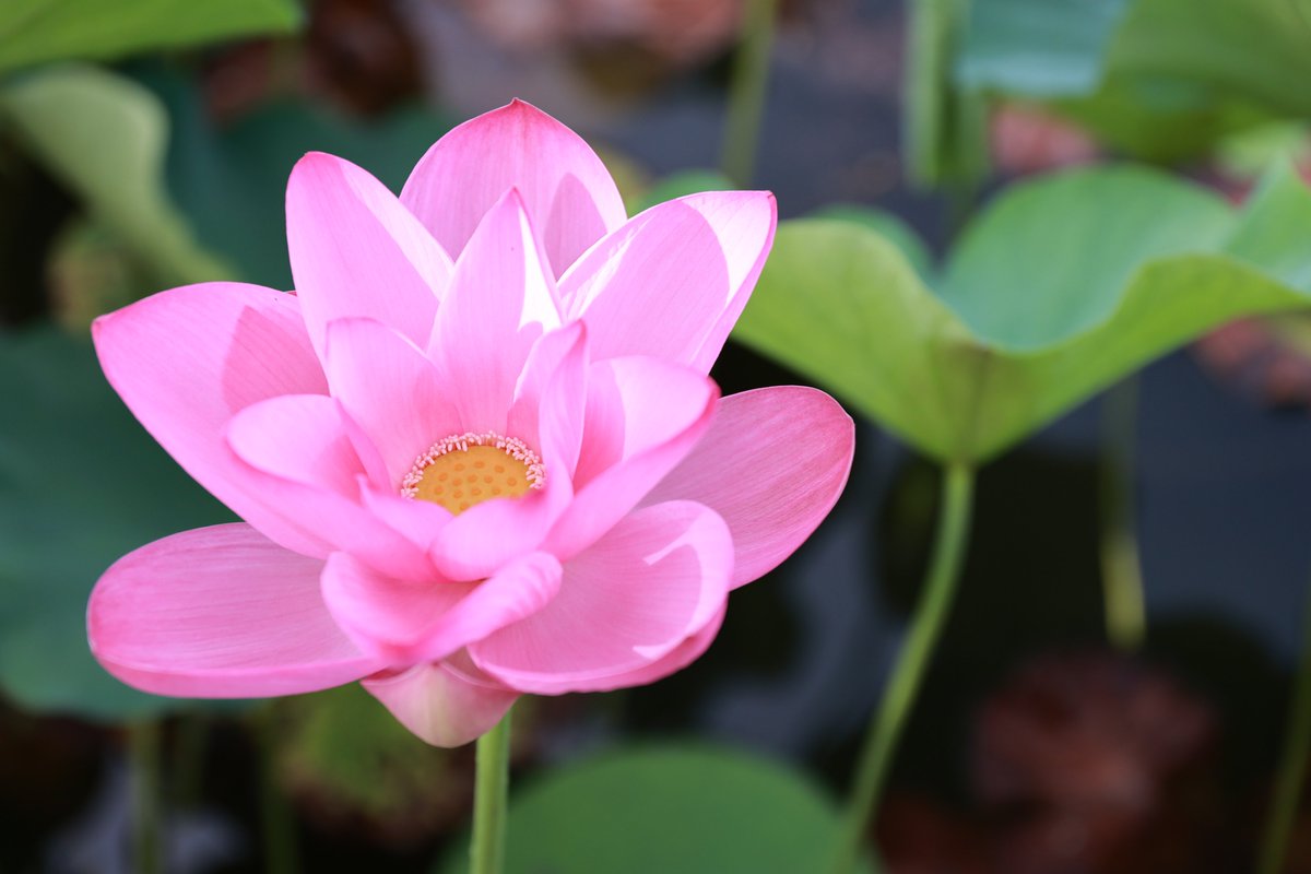 📸蓮華寺池公園の公式インスタグラムを開設しました🤳】 四季折々の