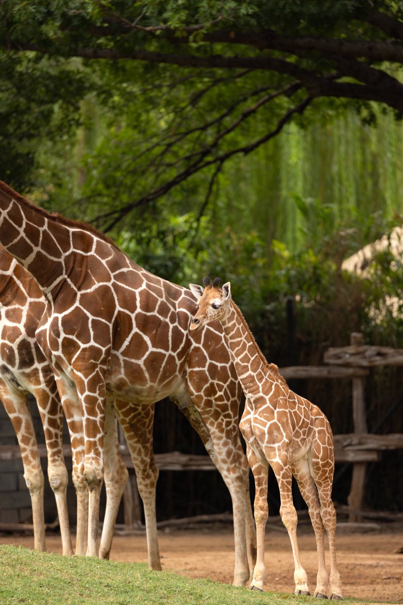 FortWorthZoo's tweet image. Our little Finn is starting to explore the habitat and interact with the other calves in the herd, although he still spends most of his time right here next to Mom! 🥰